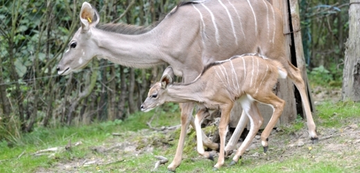 Zlínská zoologická zahrada představila mládě antilopy kudu velkého.