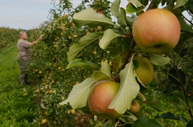 Dlouhotrvající sucho podle sadařů zhoršilo kvalitu jablek v Plzeňském kraji. Zahájená sklizeň skončí posledními říjnovými dny.