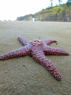 Spatřit mořskou hvězdici je v americkém Olympijském národním parku čím dál vzácnější.