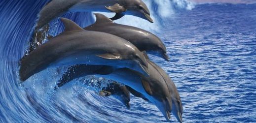 Rezervace by měla chránit delfíny, velryby, želvy i řadu ptačích druhů.