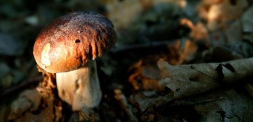 Letošní houbařská sezóna nepatří mezi nejsilnější (ilustrační foto).