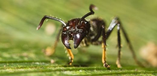 Australský lovec přežil díky tomu, že dva dny pojídal mravence.