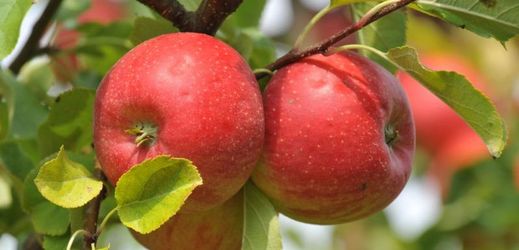 Ve Valašském muezu budou k vidění například staré odrůdy jablek.