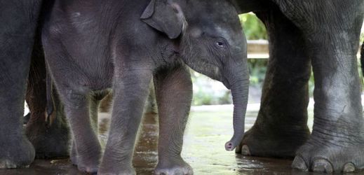 Mládě slona sumaterského, jehož druh je na pokraji vyhynutí.