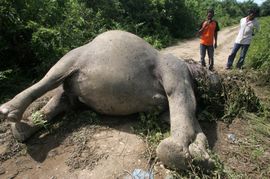 Slony pytláci zabíjejí kvůli slonovině.