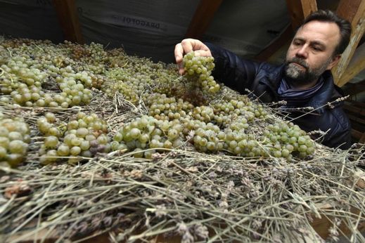 Petr Marcinčák v těchto dnech uložil na levandule hrozny na výrobu levandulového vína.