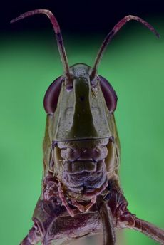 Sameček cvrčka daruje samičce gelové kuličky obsahující proteiny. Samička je požírá během páření.