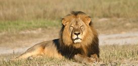 Zabití lva Cecila vyvolalo celosvětový poprask.