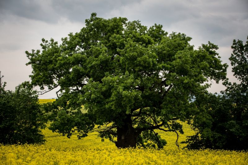 Bělolhotský baobab
Stáří stromu: 350 let
Lokalita: Olomoucký kraj, Bílá Lhota
Příběh stromu: Při cestě z Bílé Lhoty do Měníka narazíte na pozoruhodný strom. Díky svému mohutnému kmeni na první pohled vypadá jako známá africká dřevina – baobab. Ve skutečnosti se ale jedná o dub letní, který podle pověsti vysadili na památku zavražděného mládence. Doubek prý každý rok ořezávali, až dostal podobu kříže. Jiná legenda zase vypráví, že u stromu přepadl neznámý muž dívčinu jménem Marie a chtěl ji oloupit. Děvče se nemohlo ubránit, a tak volalo o pomoc Pannu Marii. Muž se lekl a prchl. Dívka jako poděkování za svou záchranu koupila svatý obrázek a pověsila jej na kmen dubu. Od té doby se místu přezdívá „U obrázku".