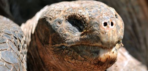Jde o patnáctý druh obří želvy, který na Galapágách žije (ilustrační foto).