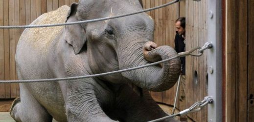 Po ponzultaci se zahraničními kolegy se odborníci z ostravské zoo rozhodli přistoupit k eutanazii.