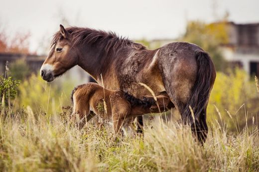 Ochranáři se nyní budou snažit určit otcovství, protože divocí koně jsou vzácní.