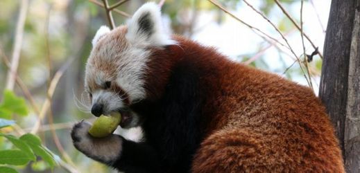 U mláďat pand červených jsou nemoci plic velmi časté (ilustrační foto).