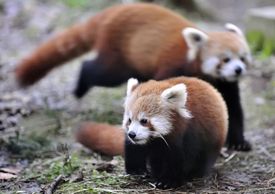 Pandy červené tráví většinu času v korunách stromů.