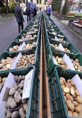 V Havlíčkově Brodě mohli lidé na trhu vidět více než sto padesát druhů brambor.