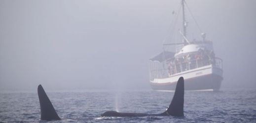 Loď byla určená pro pozorování velryb (ilustrační foto).