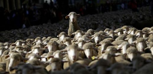 Madridem prošly dvě tisícovky ovcí.