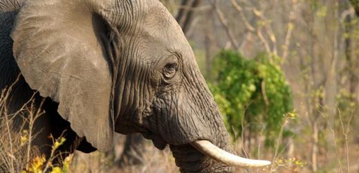 Pytláci usmrtili 22 slonů, odnesli si však pouze jen tři kly.