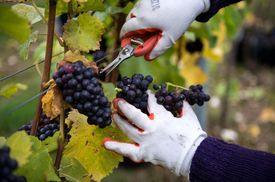 Vinaři se dnes opět vracejí k označování místa původu, díky tomu je povoleno od roku 2004 označovat tuzemská vína známkou VOC (vína originální certifikace).