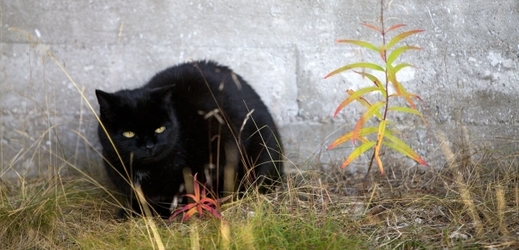 Černá kočka (ilustrační foto).