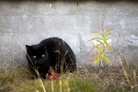 Černá kočka (ilustrační foto).