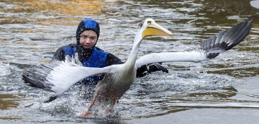 Do zimovišť zaměstnanci zoo přesunou 36 pelikánů.