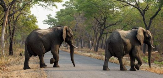 Sloni jsou v Zimbabwe častou obětí pytláků (ilustrační foto).