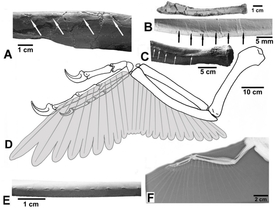 Struktury na loketní kosti dakotaraptora, k nimž se asi upínala pera.