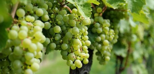 Vinaři letos sklízí až o 40 procent více hroznů, než loni.
