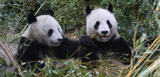 Vídeňská zoo se může pochlubit párem pand velkých.