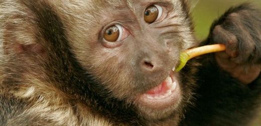Malá opička malpy kapucínské jménem Nicolas byla závislá na alkoholu a tabáku (ilustrační foto).