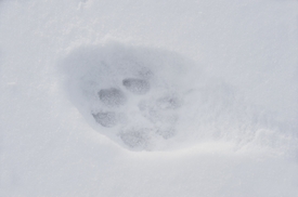 Jakmile napadne sníh, bude pátrání po vlkovi snazší. Vlčí stopa.