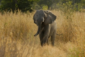 O osud slonů se v Africe stará také nezisková organizace Save-Elephants.