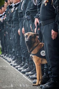 Policejní pes Diesel, který během razie přišel o život.