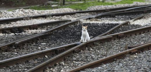 Kočka na kolejích (ilustrační foto).