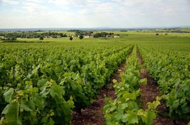 Vína zvané beaujolais nouveau pochází z vinic z oblasti Lyonu.