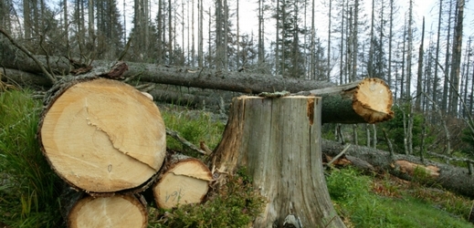 Kácení mělo zbavit les kůrovcové kalamity (ilustrační foto).