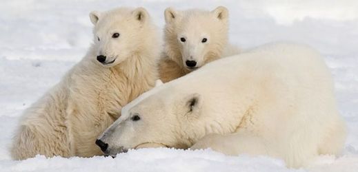V příštích 35 až 40 letech pravděpodobně klesne populace ledních medvědů o více než třicet procent.