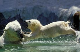 Na světě v současnosti žije zhruba 31 tisíc ledních medvědů.