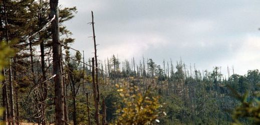 Poškozený les imisemi v Jizerských horách.