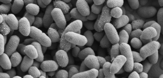 Střevní bakterie (ilustrační foto).