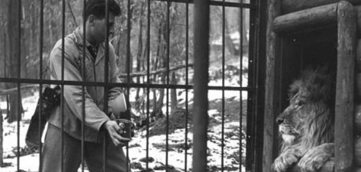 V roce 1953 zoo získala opravdový magnet pro návštěvníky - párek lvů.