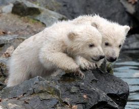 Dvojčata ledního medvěda Bill a Tom, kteří v roce 2008 přilákali do ZOO přes 320 tisíc návštěvníků.