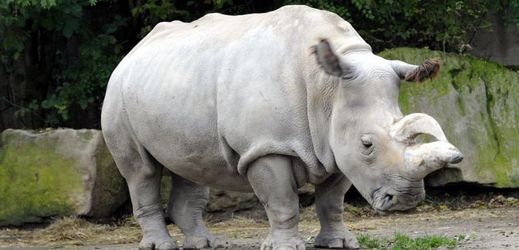 Nosorožců bílých ubývá, poslední tři vlastní královédvorská zoo. Na snímku samice Nabiré, která zemřela letos v červenci.