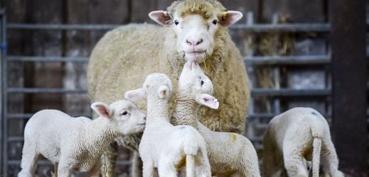 Návštěvníci se mohou těšit na ovce, kozy, morčata i slepice.