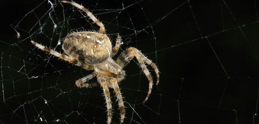 Majitel bytu se snažil zlikvidovat pavouka, sousedi si mysleli, že jde o domácí násilí.