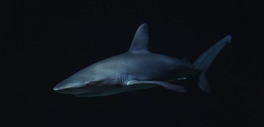 Žralok (ilustrační foto).