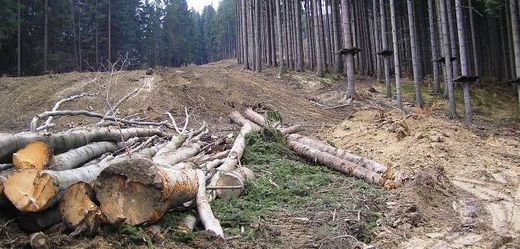 Firma za vykácení lesa bude muset platit.