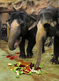 Na snímku jsou slonice Kala (vlevo) a Delhi.