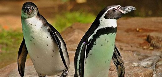 Na snímku tučňáci Humboldtovi, ZOO Dortmund. Do vyšetřování byla zapojena policie, s prosbou o pomoc se dortmundská zoo obrací též na návštěvníky.